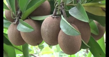 Sapodilla meyvesi ağaçta