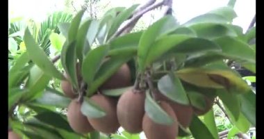 Sapodilla meyvesi ağaçta