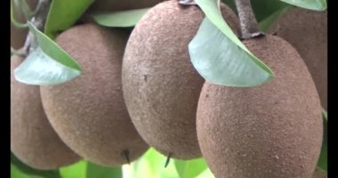 Sapodilla meyvesi ağaçta