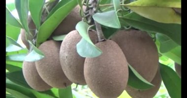 Sapodilla meyvesi ağaçta