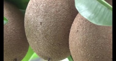 Sapodilla meyvesi ağaçta