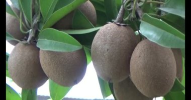 Sapodilla meyvesi ağaçta