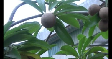 Sapodilla meyvesi ağaçta