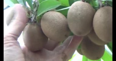Sapodilla meyvesi ağaçta
