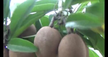 Sapodilla meyvesi ağaçta