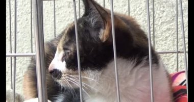 Kedi kafeste kilitli.