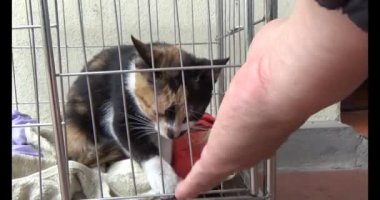 Kedi kafeste kilitli.