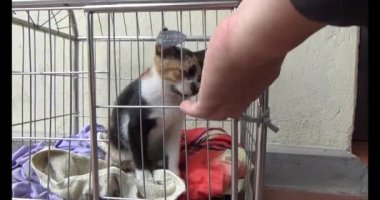 Kedi kafeste kilitli.