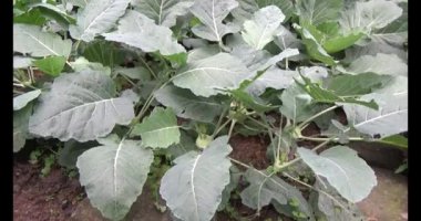 Bahçedeki yetiştirilmektedir