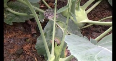 Bahçedeki yetiştirilmektedir