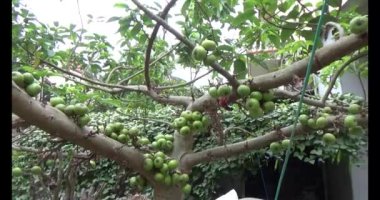 incir ağacı üzerinde