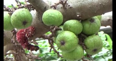 incir ağacı üzerinde