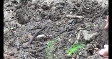 Bahçede kuşkonmaz yetiştiriyorum.