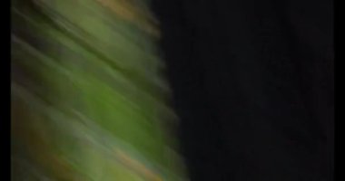 Kedi bahçede yemek yiyor.