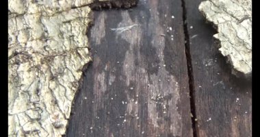 Tahtadaki beyaz solucan