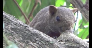 Kahverengi sincap ağaçta