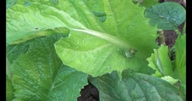 Çekirge yaprağı üzerinde