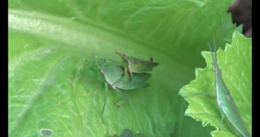 Çekirge yaprağı üzerinde