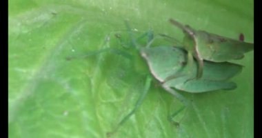 Çekirge yaprağı üzerinde