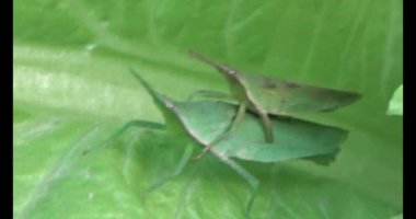 Çekirge yaprağı üzerinde