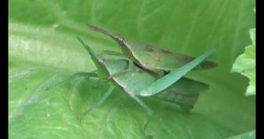 Çekirge yaprağı üzerinde