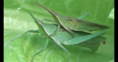 Çekirge yaprağı üzerinde