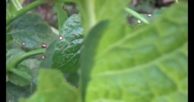 sebze yapraklı solucan.