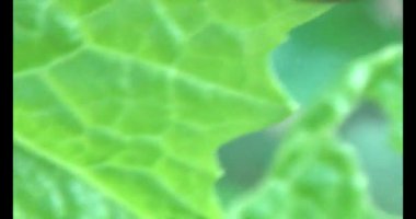 sebze yapraklı solucan.