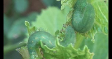 sebze yapraklı solucan.