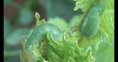 sebze yapraklı solucan.