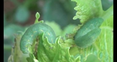 sebze yapraklı solucan.