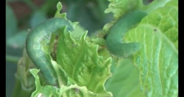 sebze yapraklı solucan.