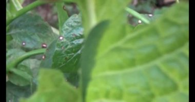 sebze yapraklı solucan.