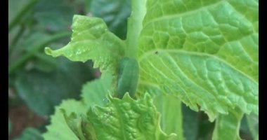 sebze yapraklı solucan.