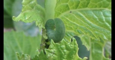 sebze yapraklı solucan.