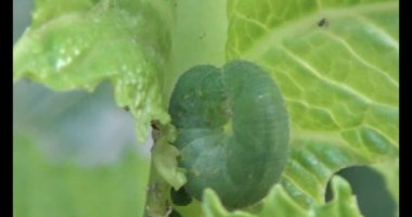 sebze yapraklı solucan.