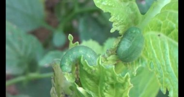 sebze yapraklı solucan.