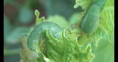 sebze yapraklı solucan.