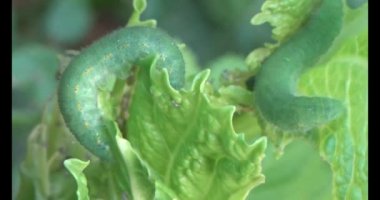 sebze yapraklı solucan.