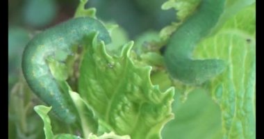 sebze yapraklı solucan.