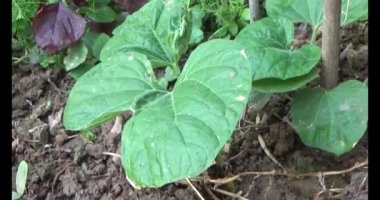 Bahçedeki balkabağı