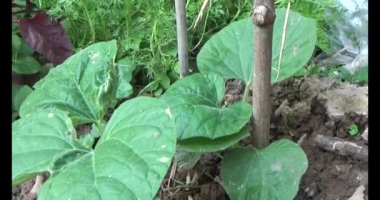 Bahçedeki balkabağı