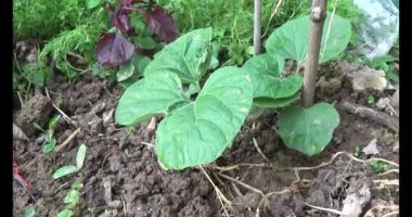 Bahçedeki balkabağı