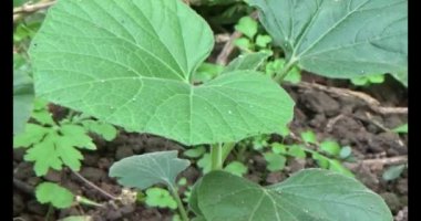 Bahçedeki balkabağı