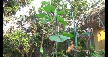 Bahçedeki balkabağı