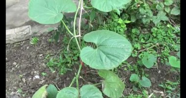 Bahçedeki balkabağı