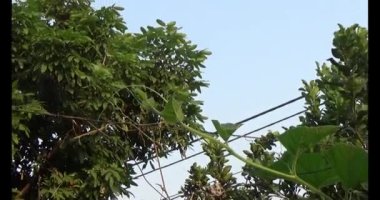 Bahçedeki balkabağı