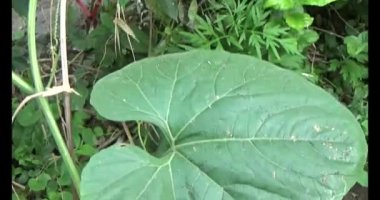 Bahçedeki balkabağı