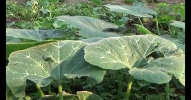 Bahçedeki balkabağı