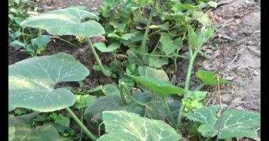 Bahçedeki balkabağı